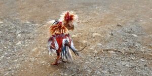 Causes of Lag When Watching Cockfighting Online and How to Fix It